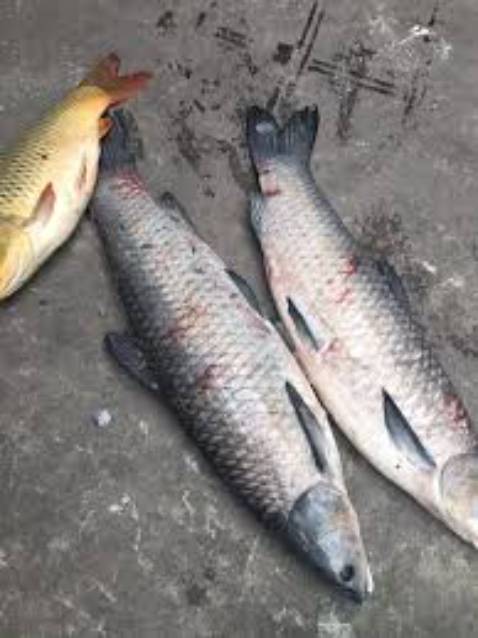 Chất lượng lắm nha, đóng hộp cẩn thận gọn gàng