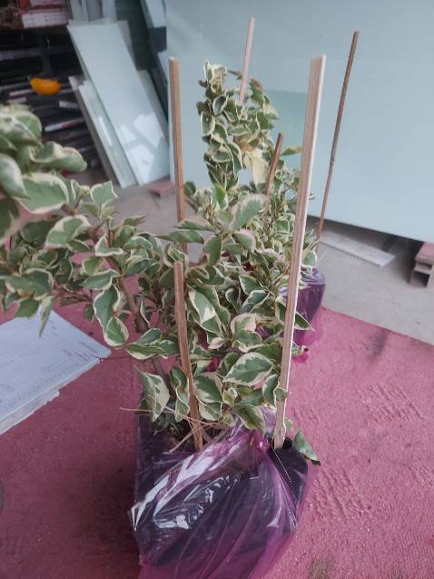 Hoa là màu hồng chứ không phải đỏ !