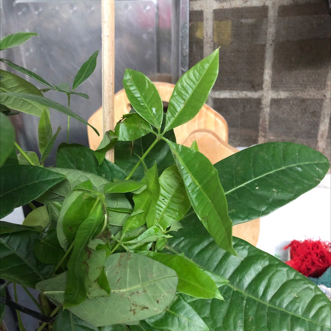 Cây dập lá hết trơn, mình thấy các bạn đóng gói ko tốt , nhìn cây mà thương