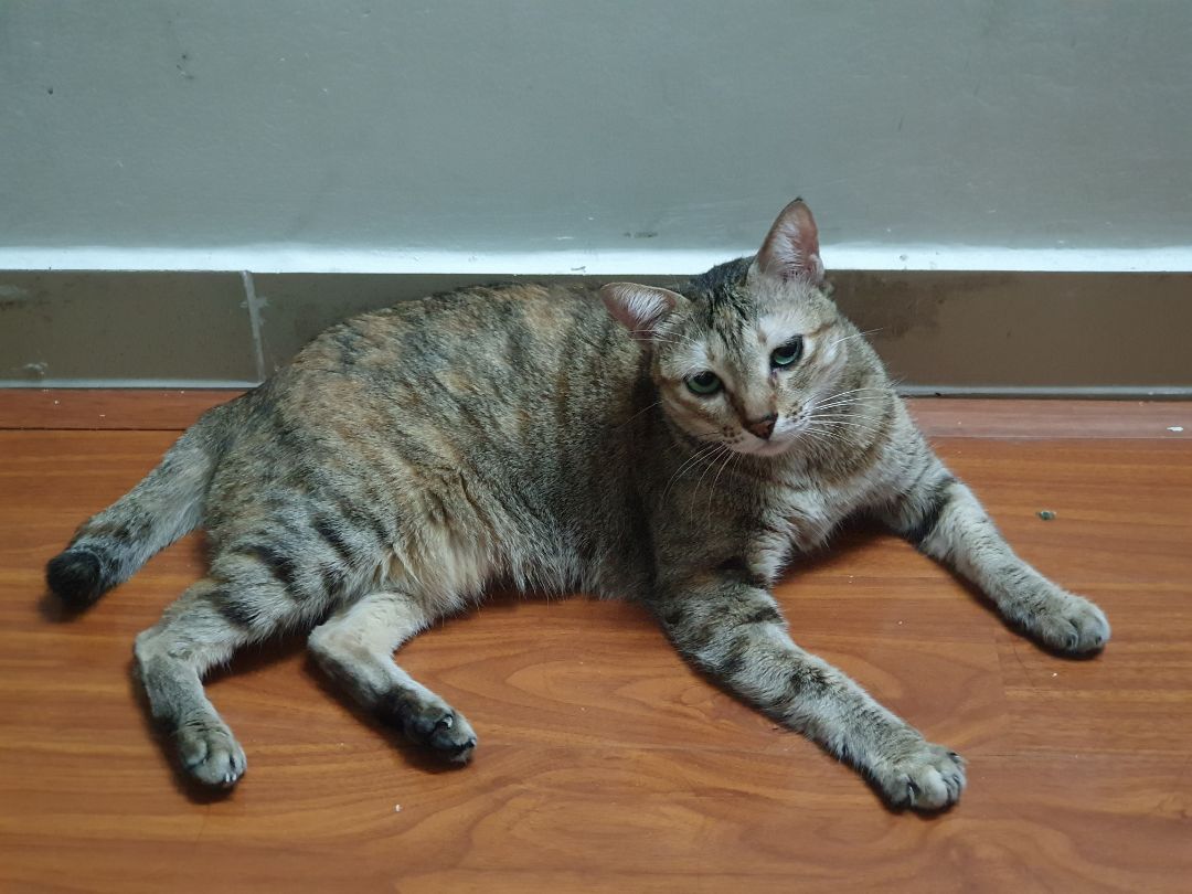 Trước giờ chỉ xài sữa tắm BiO, vứa rẻ vừa tốt. Mèo xài xanh lá, cún xài màu đỏ.. Dù lông ko thơm, mượt như Yú nhưng trị đc rận rệp ve ghẻ. Tắm lần 1 cho xài BiO, lần 2 xả lại Yú là sạch thơm mượt.