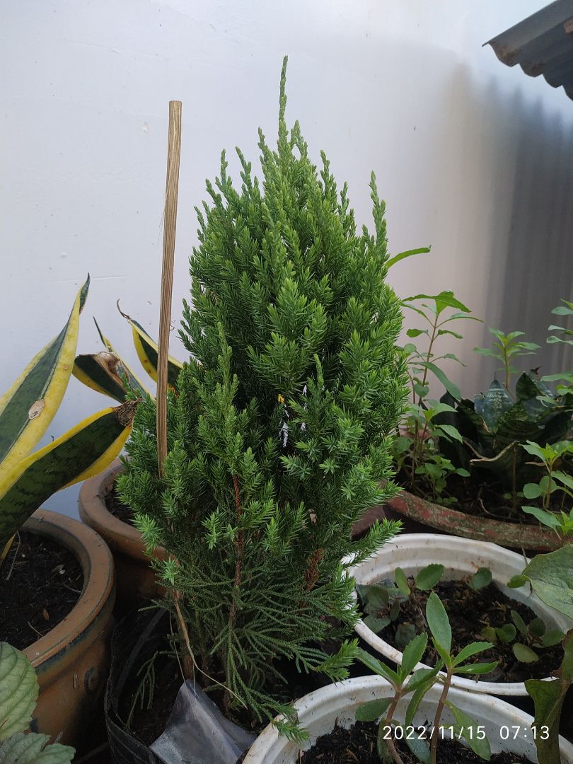 cây còn tươi,dáng ok nhưng dưới gốc lá gãy mất mớ nên nhìn bớt đẹp. ko biết sau có mọc lại lá ko.