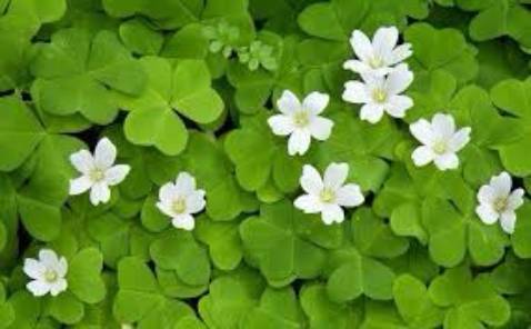 cho shop 5saoHàng đẹp chắc chắn đặt 2 lần r thank shop.