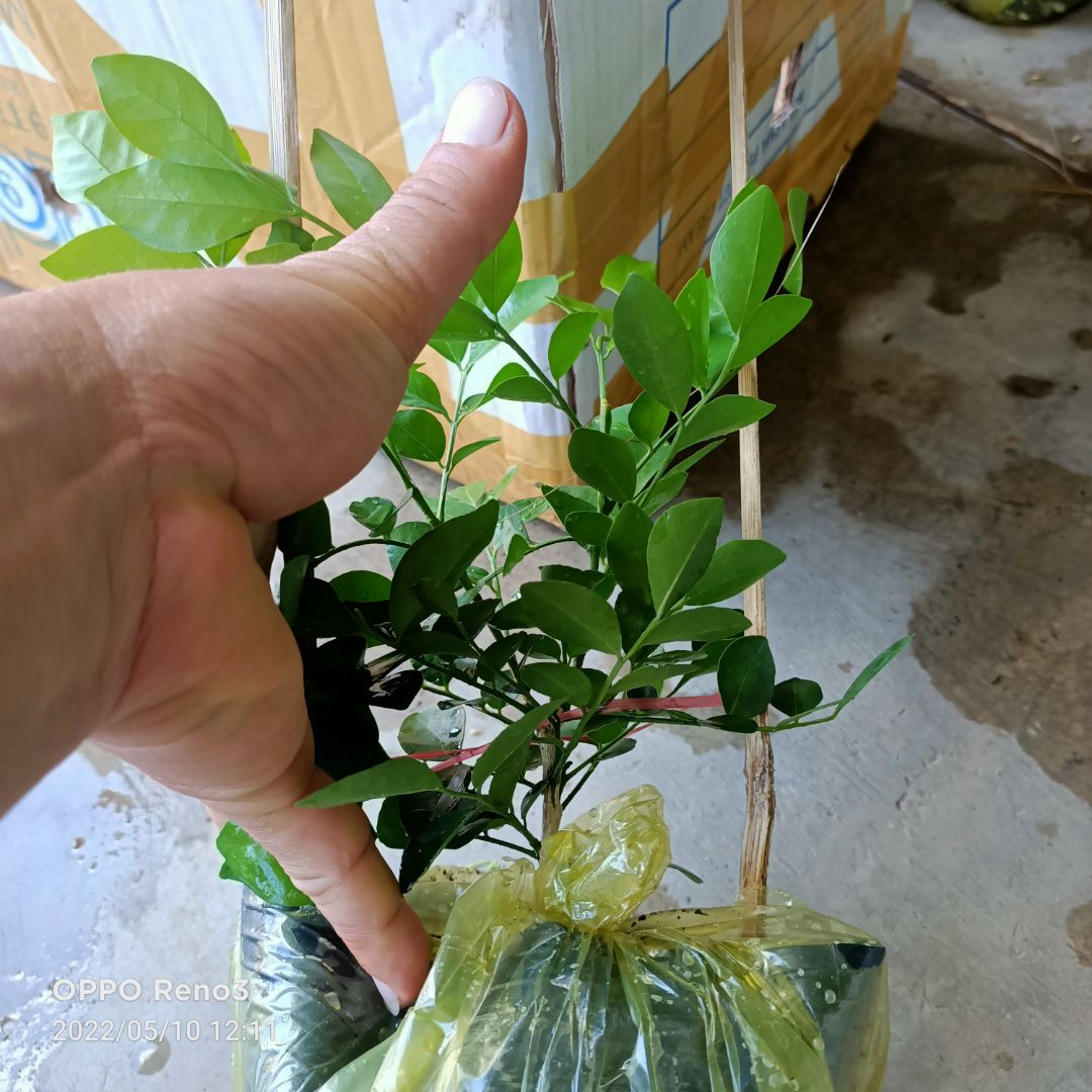 Thực tế, cây chỉ cao 15- 20cm, chứ ko như quảng cáo cao 40cm.