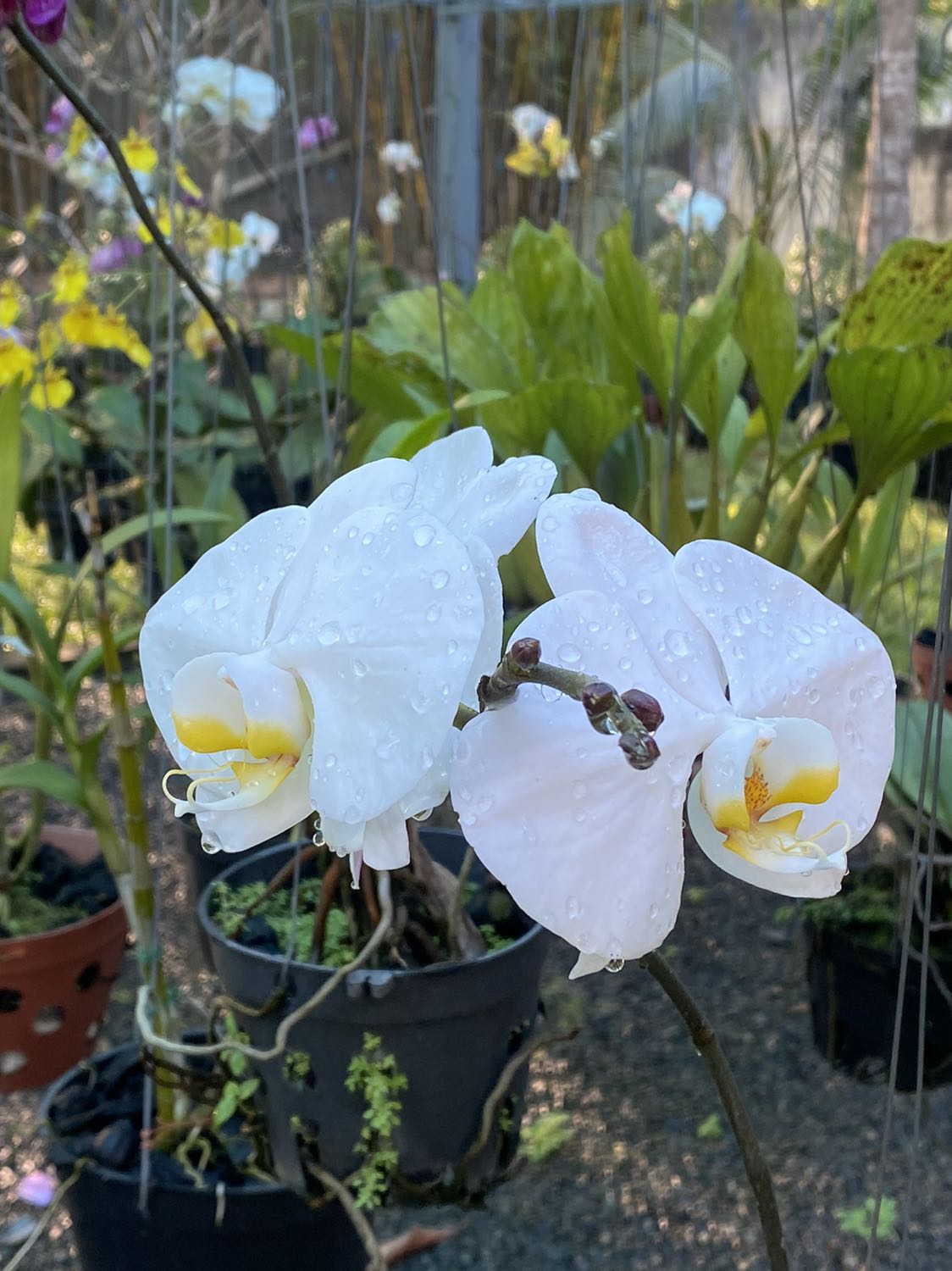 Sản phẩm oke, đẹp. Shop đóng gói cẩn thận, giao hàng nhanh.