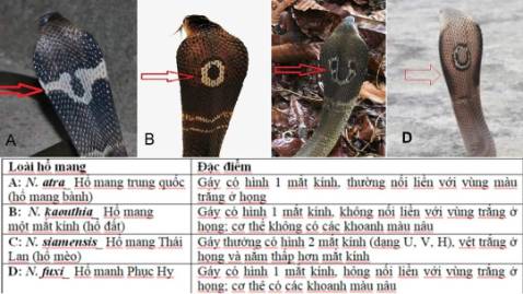 Ok hàng đẹp lắm