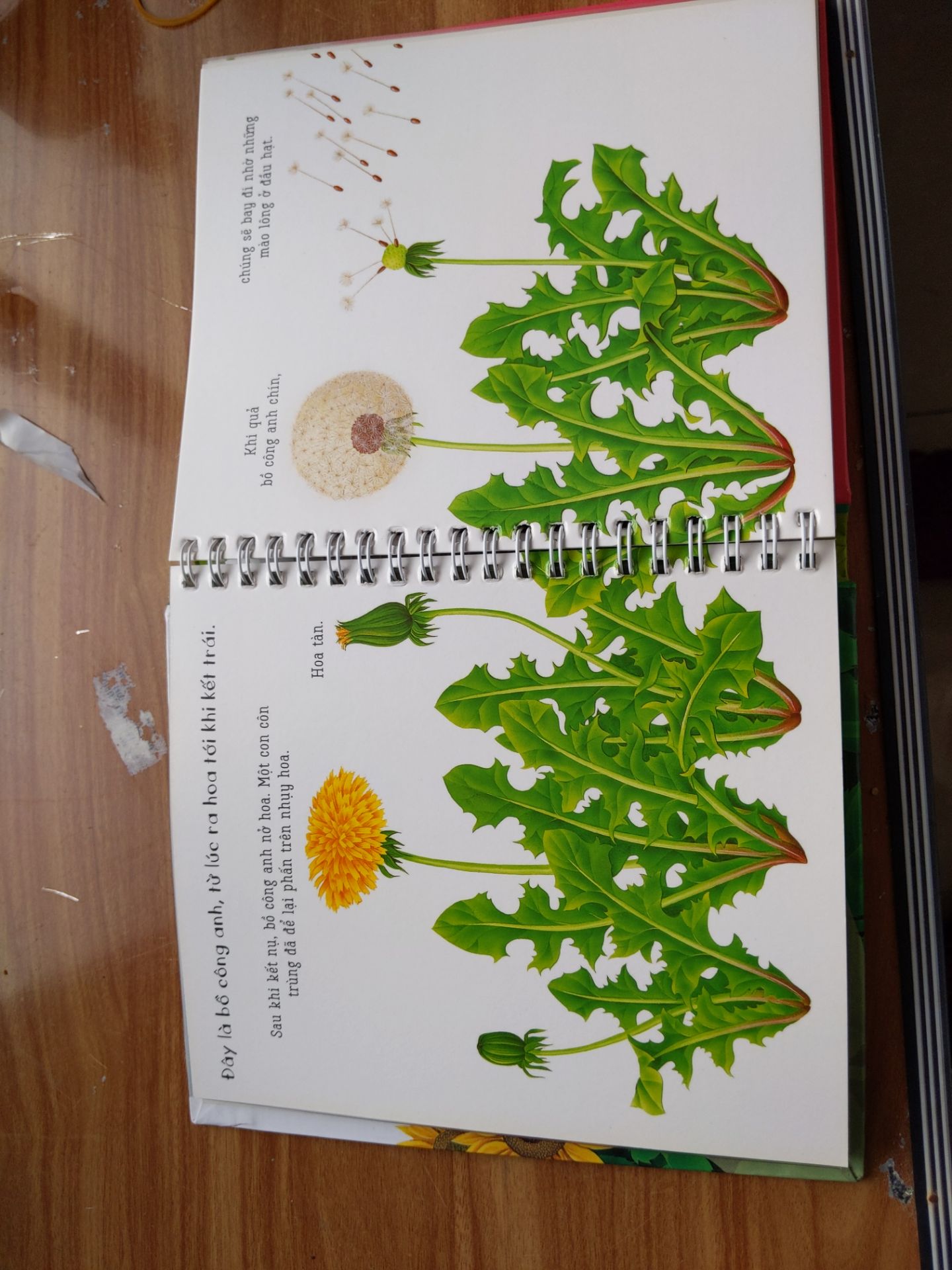 Sách bị thiếu 5 trang plastic ở bên trong (hình đính kèm). Giữa các trang này luôn luôn có trang plastic. Đề nghị liên hệ đổi trả.