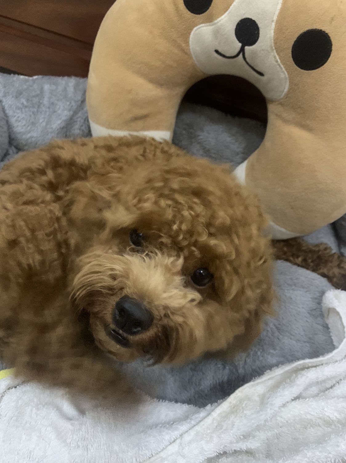 Sách được bao bọc cẩn thận, gọn gàng , có 1 2 chỗ bị nhăn