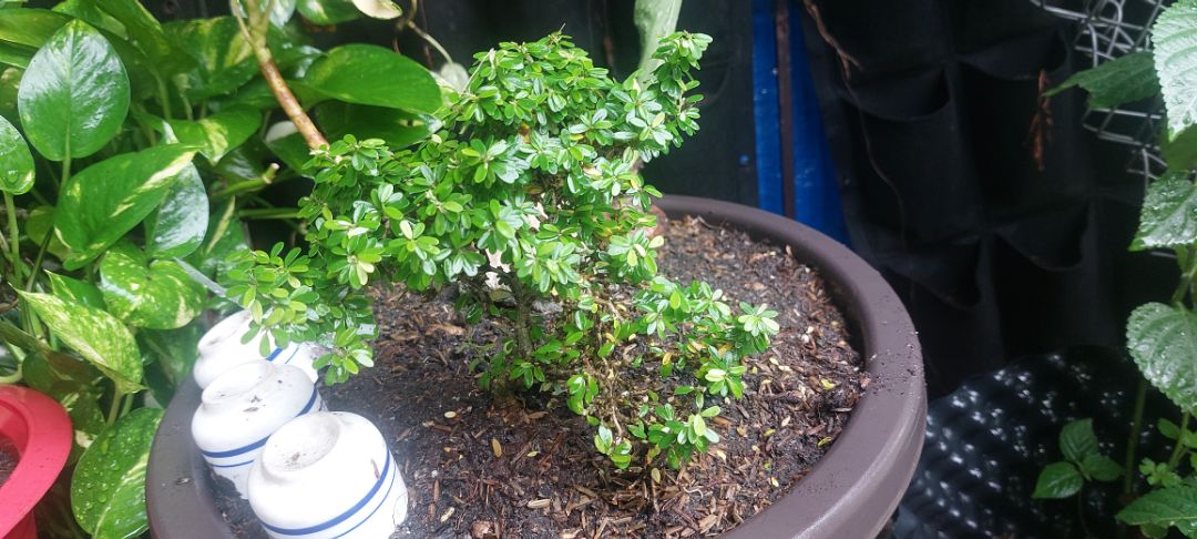 cây Linh Sam dáng đẹp , khỏe, tươi, cám ơn Shop