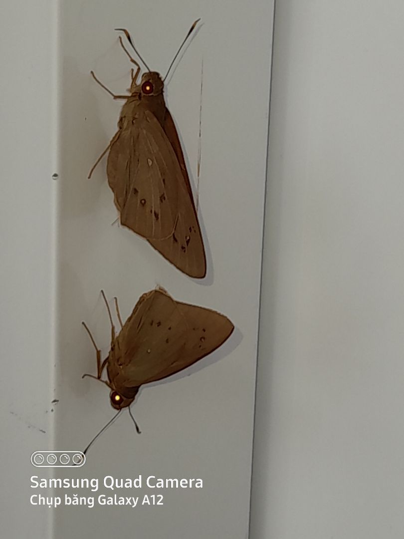 Nói chung là tỏi ớt ở ngoài rất ngon, nhưng có hạt bị hư nhiều,nghĩ là bán ế lâu quá mới chuyển qua rang tỏi ớt