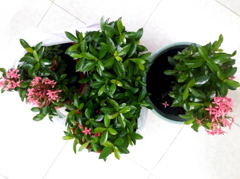 Cây hoa Mẫu đơn hồng tím sen đẹp , xanh tốt , vừa giá tiền. Shop đóng gói cẩn thận , vận chuyển nhanh . Hài lòng.