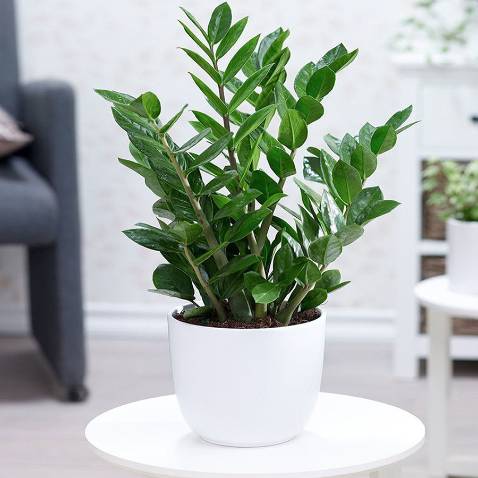 Ghé Ghé chơi LazLand, nhận gạo miễn phí! | https://s.lazada.vn/s.2RurmGhé chơi LazLand, nhận gạo miễn phí! | https://s.lazada.vn/s.2RurmGhé chơi LazLand, nhận gạo miễn phí! | https://s.lazada.vn/s.2Rurm