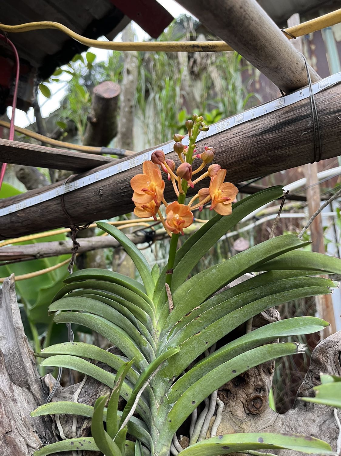 Sữa ông thọ thì thọ rồi haha