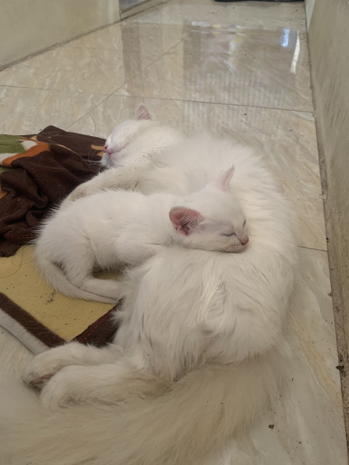 Bạn là người hướng về sự yên ổn, cố định và bền vững. Bạn không thích phải thay đổi, và gặp nhiều khó khăn trong việc thích ứng với cái mới. Bạn luôn có những nỗi lo lắng cho tương lai, không giỏi giao tiếp và khá bị động khi buộc phải tham gia một đám đông xa lạ.