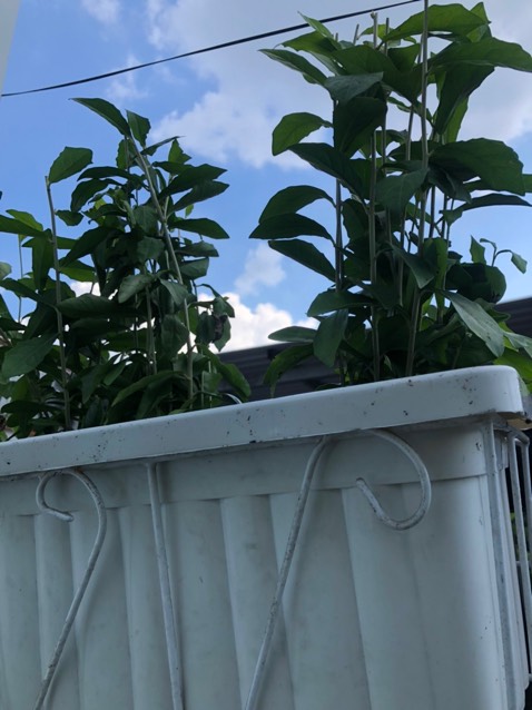 Cây trồng dễ sống, giá cả phải chăng, vận chuyện nhanh. Sẽ mua nữa