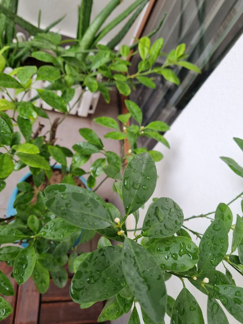 chuột nhạy, giao hơi chậm, bên ngoài giống màu xám xanh hơn màu xanh