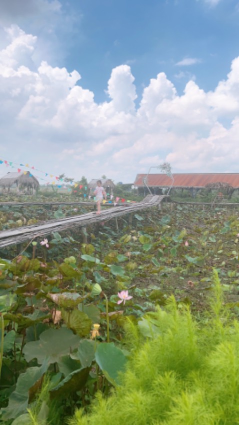 Cay cung Tam thôi, hoi ôm kg giống như trên hinh