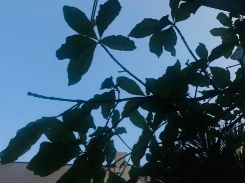 Hương vị rất tuyệt, dùng để rắc khoai tây hoặc những món liên quan đến cheese, cám ơn shop nhiềuu 🥰🥰