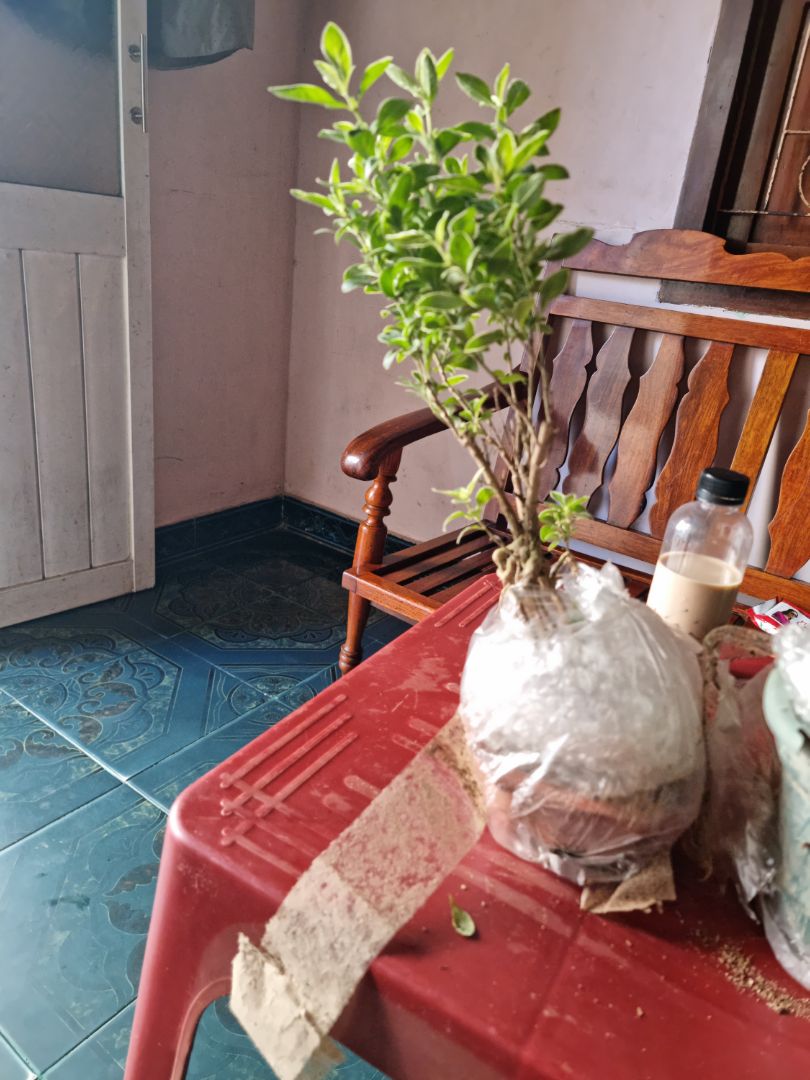 cây giống hình,giao hàng nhanh