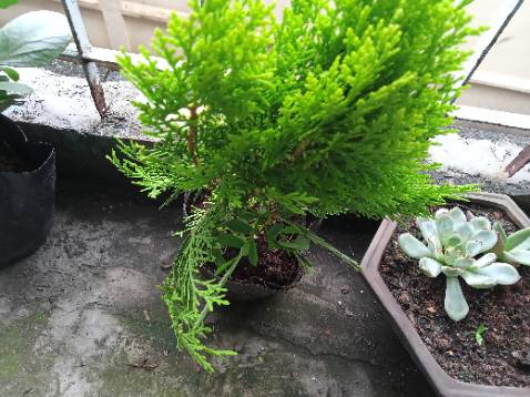 Cây giao tốt quen tặng phan nha shop