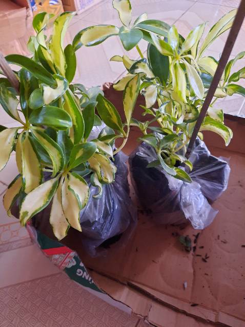 Đã nhận hàng. Shop giao hàng cực nhanh. Cây tươi  như hình . Cảm ơn shop.