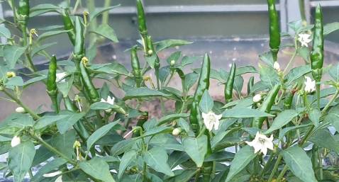 Bón cho mấy chậu ớt bị rụng lá + hoa ở nhà ra rất tốt. Mọi người chú ý nên bón từ từ th. Mình bón liên tục 1 tuần hết sạch 1 lọ vẫn 0 thấy quả đâu, đang tính đổ nót lọ thứ 2 thì cây bắt đầu xoăn + cháy lá. Mất mấy tuần mới xanh lại, sau đấy thì cây ra rất nhiều hoa và quả.