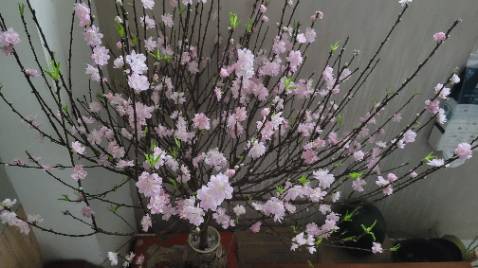 Hàng ổn áp nha cả nhà