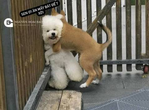 Giao hàng nhanh mọi người lén mua nha hic