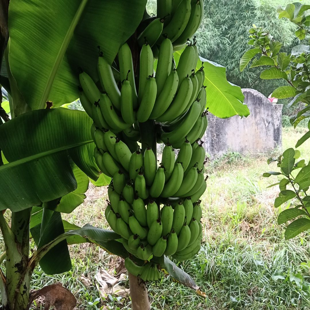 sữa chua thơm,ngon dễ uống ạ