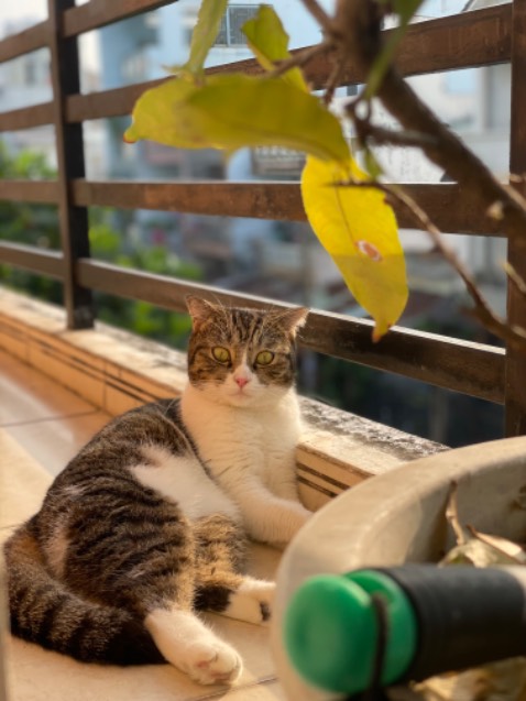 Shop đóng gói đơn nhanh lắm, date xa, tiki giao nhanh. Mà ăn hết pate gòi nên hoy đăng ảnh 3 máy bào pate nhà mềnhhh  🤣🤣