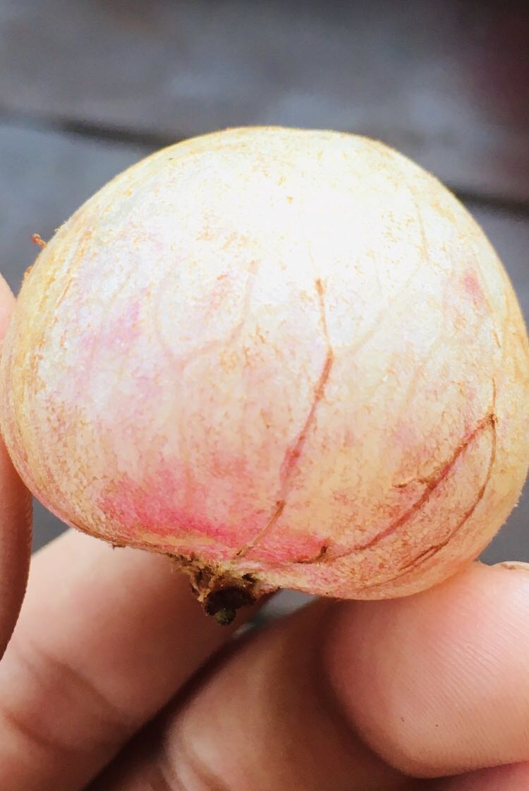 Sp tốt, dán gạch men rất chắc chắn nhưng nếu là tường k men trơn thì sẽ rất dễ bị rụng dù treo cực nhẹ , nên để hiệu quả cao ace nhớ dán trên tường men trơn nhé , sop uy tin giao hàng đủ còn đc free thêm 1 cái đó , thanks sop