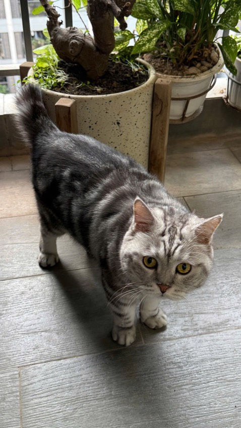 Một trong những cuốn hay về người da đỏ. The last mohican