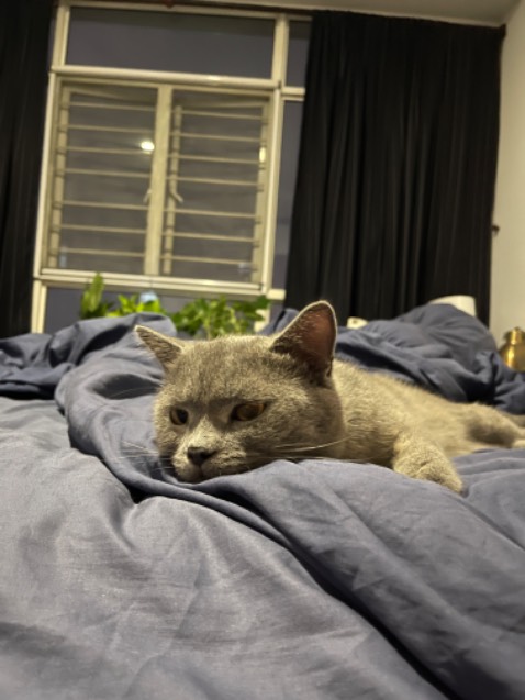 Giao hàng rất nhanh, đóng gói cẩn thận, kỹ càng, hàng chất lượng tốt, giá tương đối tốt, cảm ơn shop nhiều nha.