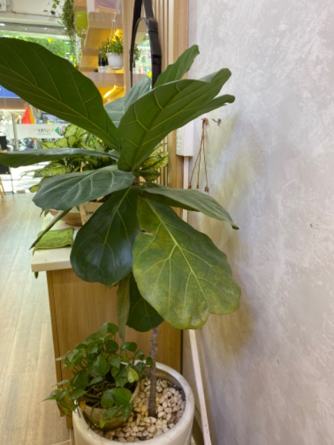 Mình mua vài lần tình trạng ve giận hết hẳn. Nên ít nhất 2 tuần tắm lại 1 lần. Đóng gói hàng rất cẩn thận. Mình rất hài lòng