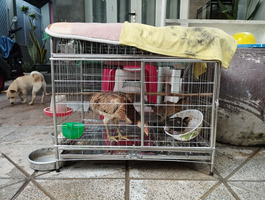 Chiều cao tính luôn 4 chân chưa tới 70, tầm 62 thui nhe. nhưng vẫn cho 5 sao vì hàng mới đẹp, đủ phụ kiện, như hình shop đăng. Mà thiết nghĩ shop nên sửa lại chiều cao size đại để tránh khách hàng kì vọng, tuy là chênh lệch ko bao nhiêu 
giá quá ok luôn, đơn vị vận chuyển cũng cẩn thận, lồng ko bị móp méo gì