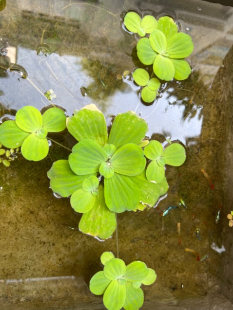 Mỳ ngon. Sẽ mua thêm