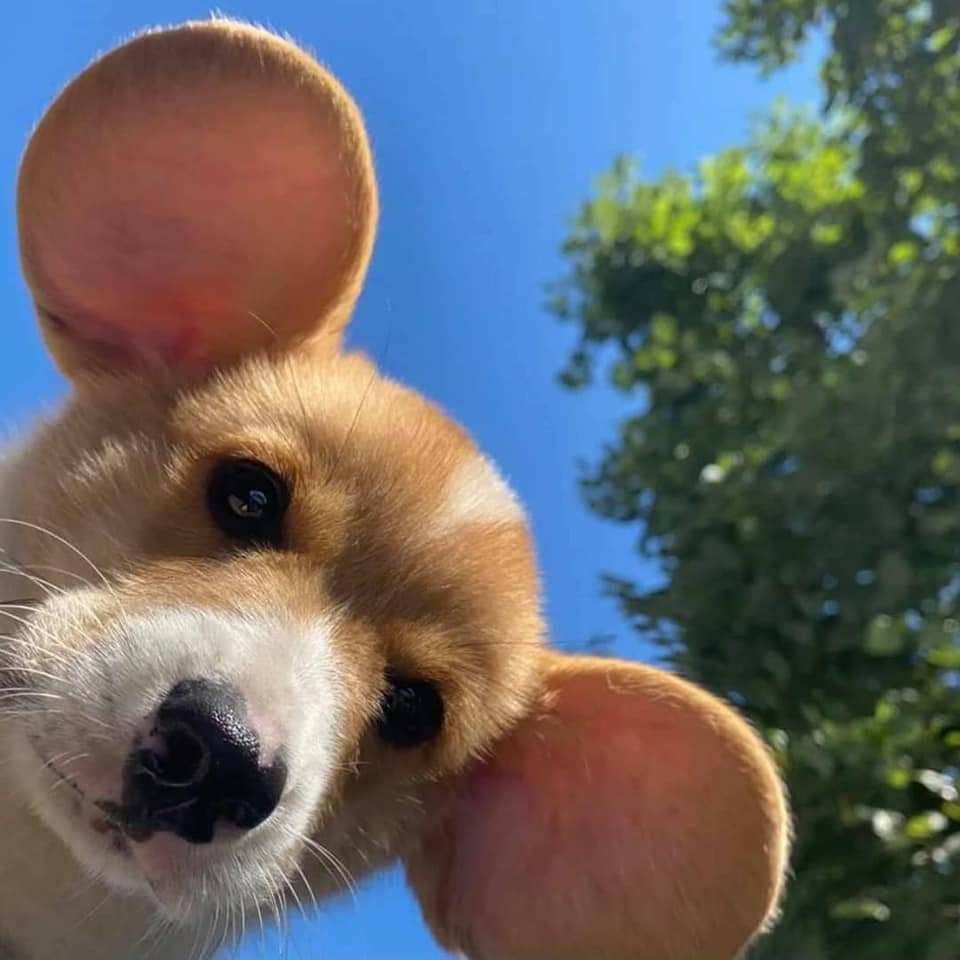 hàng đóng gói cần thận shop trả lời tin nhắn chậm. thời gian giao hàng quá lâu đặt 9/9 đến tận 7/10 mới giao nhưng chắc do dichk bệnh vẫn cho shop 5 sao.