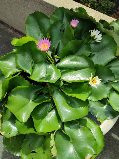 Tấm keo không dính vào mặt tường xốp, dán yếu, một khi đã rớt ra thì hết keo, hình ảnh chỉ mang tính chất nhận astra Tấm keo không dính vào mặt tường xốp, dán yếu, một khi đã rớt ra thì hết keo, hình ảnh chỉ mang tính chất nhận astra