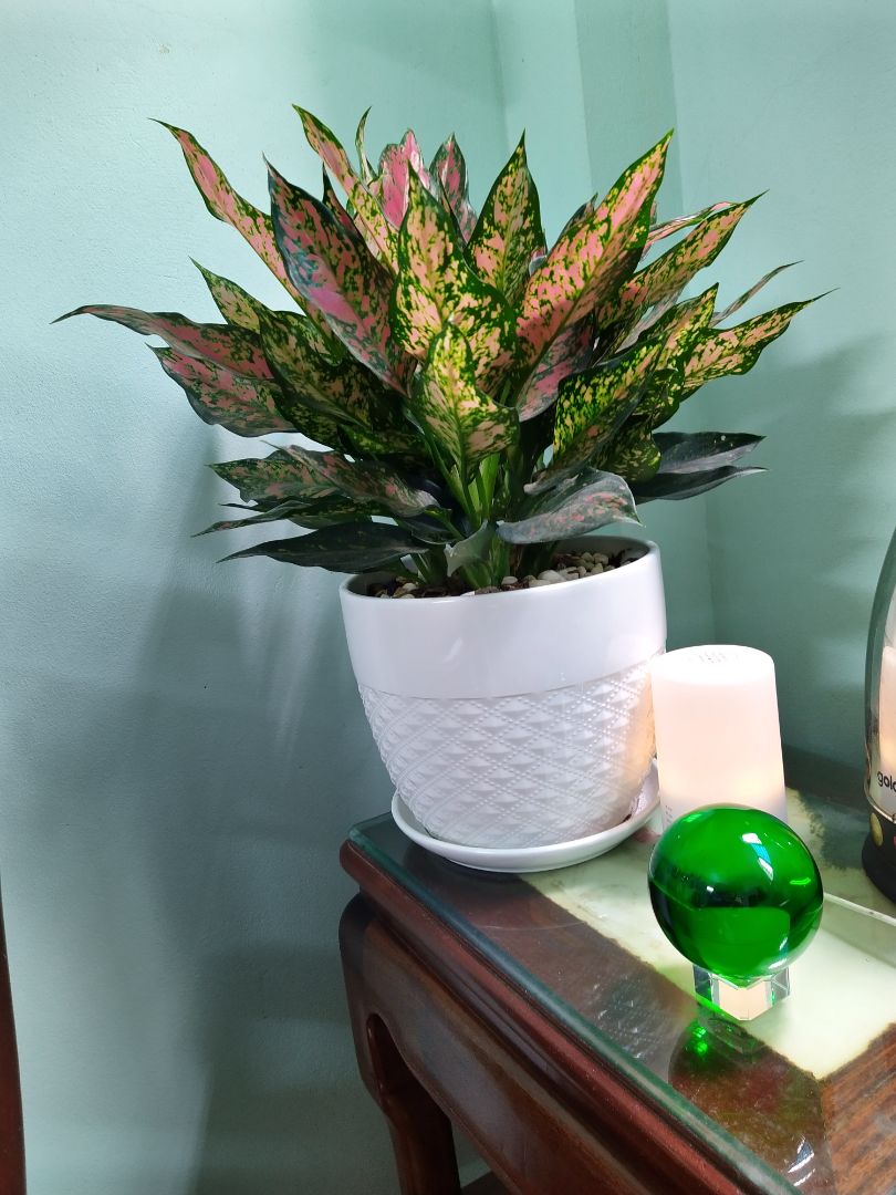 sản phẩm giống y hình ảnh, đóng gói cẩn thận, giao hàng nhanh sản phẩm giống y hình ảnh, đóng gói cẩn thận, giao hàng nhanh