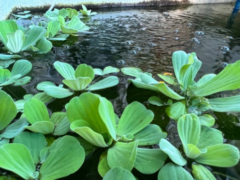 Tốt!
Giao nhanh!
Mùi dễ chịu...