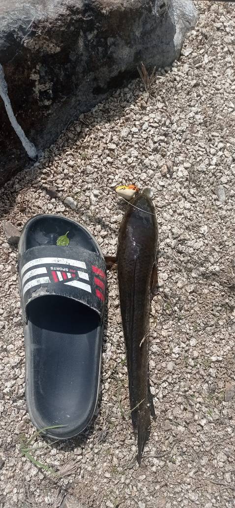 Sảnbphaam rdidngs mô tả, giao hàng nhanh, sẽ ủng hộ tiếp