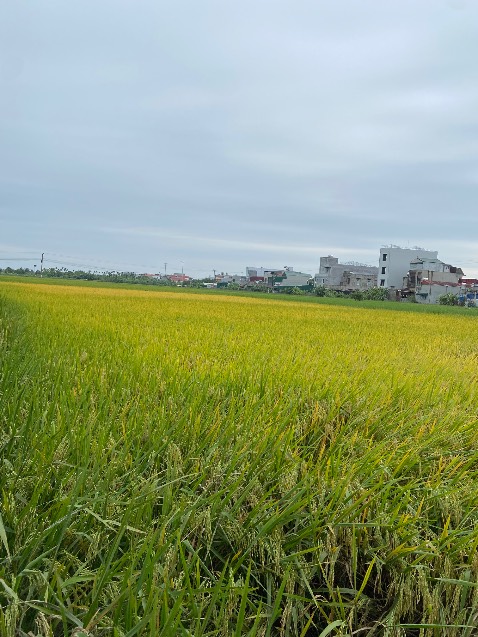 Mình mua nhiều lần rồi. Áo vải đẹp phom đẹp có giãn rất mặt.TIKI giao hàng nhanh. Ok