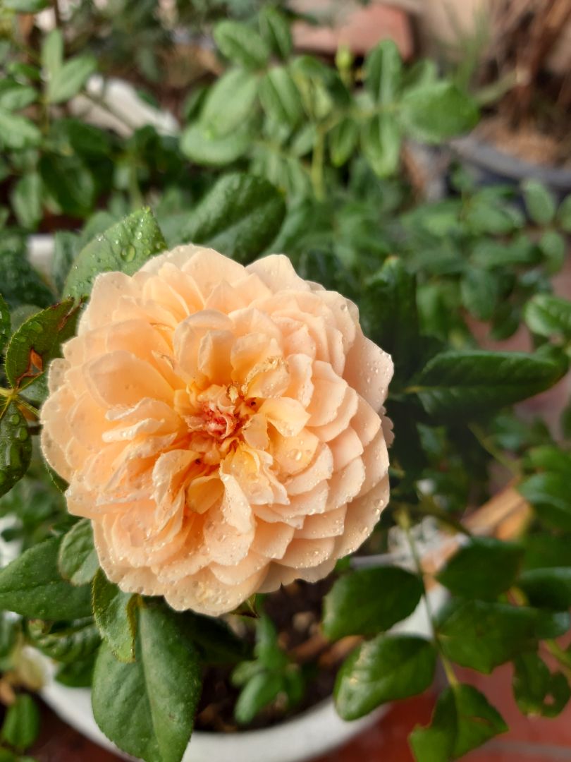 Đóng thành từng gói nhỏ rất tiện lợi.