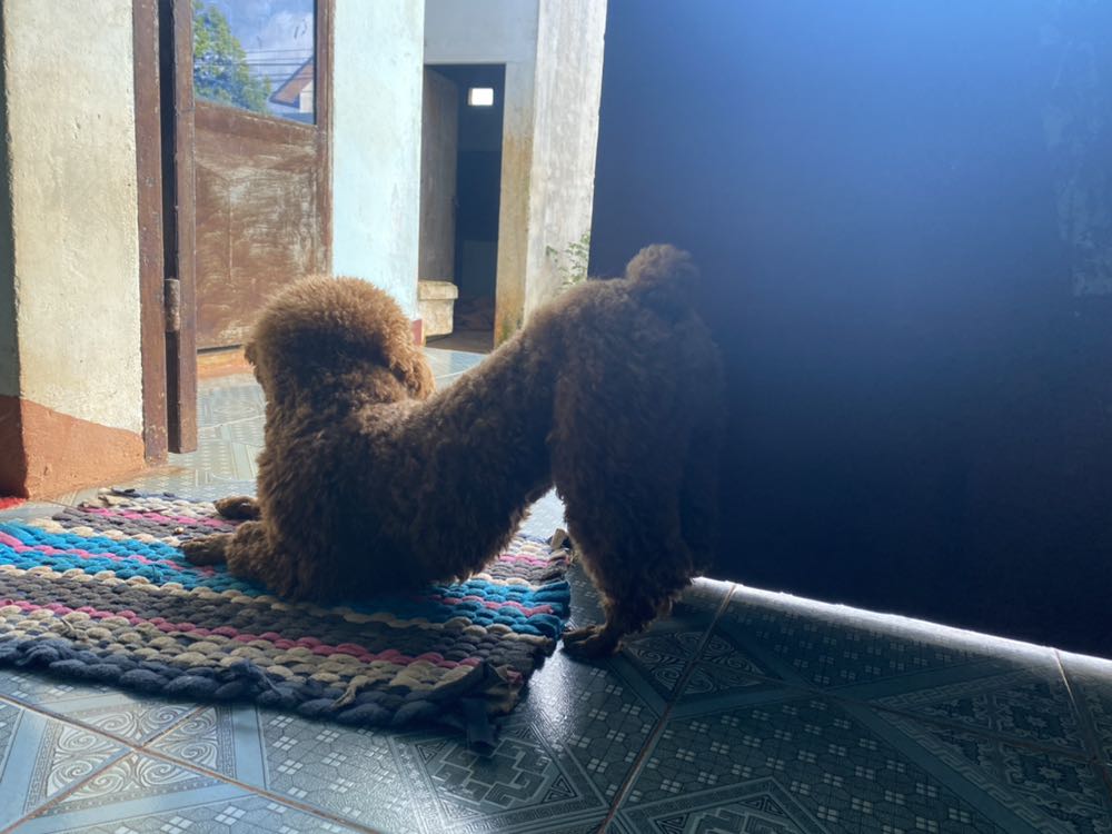 Giao hành nhanh. Hàng nguyên kit