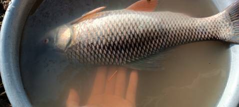 Sản phẩm ok nha , cần chắc chắn đẹp như quản cáo