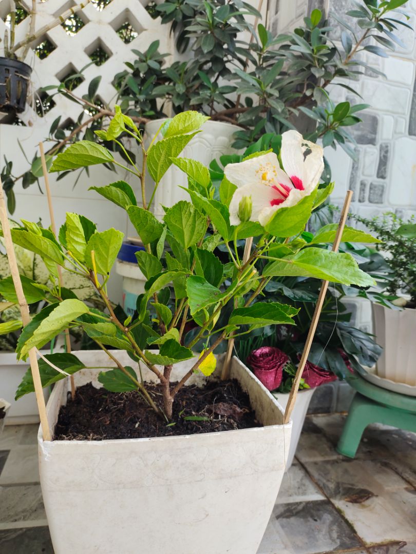 Cây có hoa và nụ sẵn rất thích. Đóng gói cẩn thận, shop rất có tâm. còn tặng thêm phân hữu cơ cho mỗi chậu cây. Tuyệt. Rất đáng mua nữa.