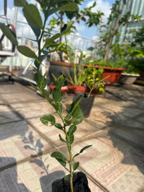 Thân, cành chắc chắn.