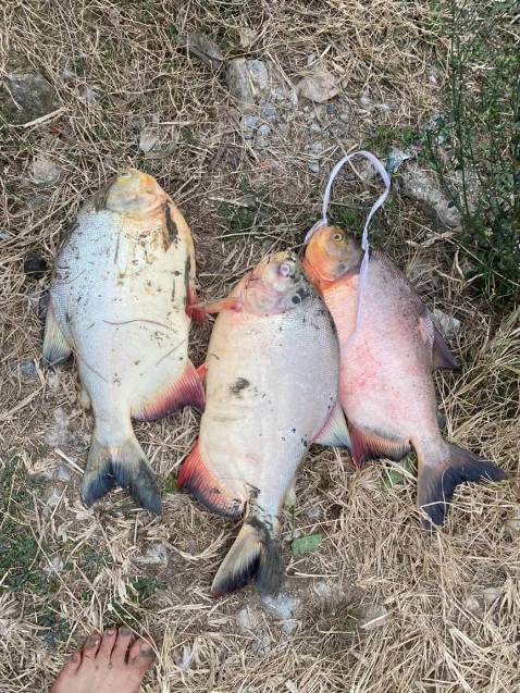 Hang ok hop voi gia tien