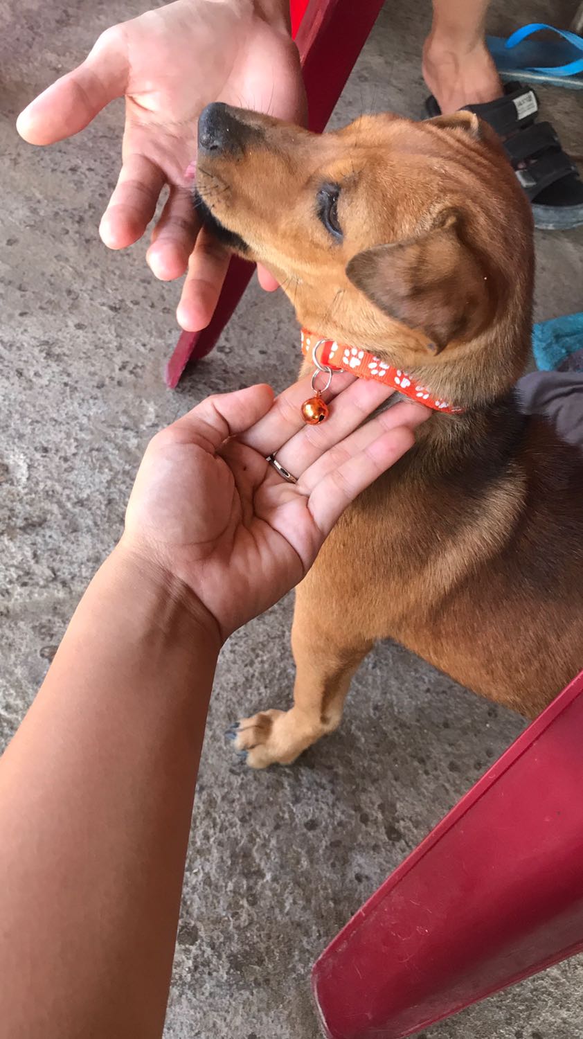 Nhà bán gia dối treo đầu dê bán thịt *** đặt mẫu này giao mẫu kia, sai mẫu sai màu sai kích thước, quá tệ