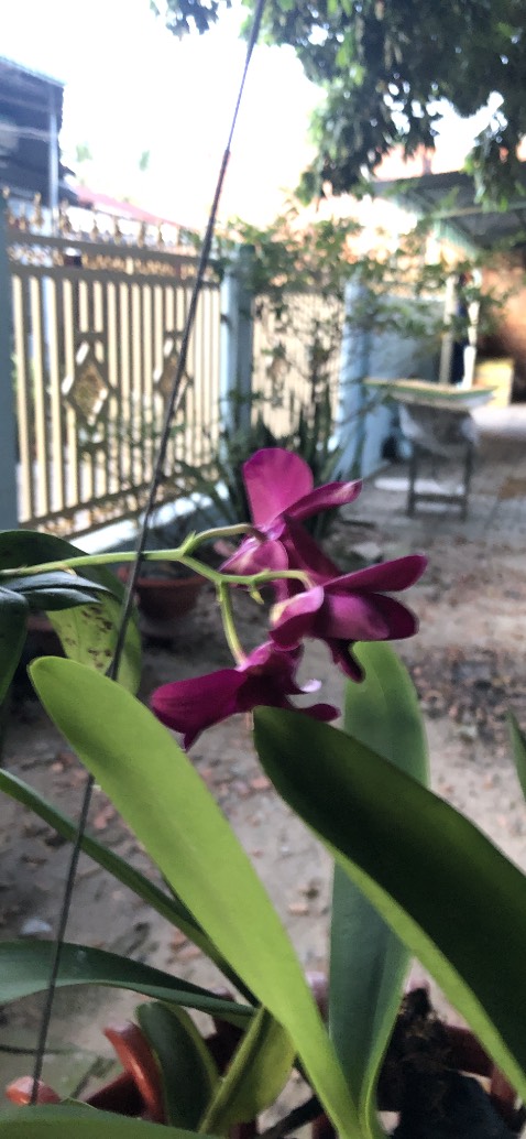 Thơm dễ chịu. Giao hàng nhanh. Hình minh hoạ nha. Thơm dễ chịu. Giao hàng nhanh. Hình minh hoạ nha.