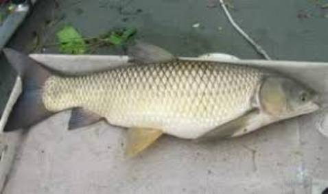 Cần ok đùng ổn shop còn tặng nhiều cước mọi người lên mua nha ok